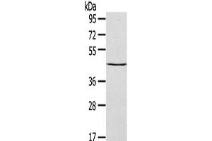 Western Blot analysis of HepG2 cells using SEPT2 Polyclonal Antibody at dilution of 1/400 (Septin 2 抗体)