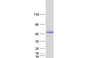 Validation with Western Blot (MAPT Protein (Transcript Variant 4) (Myc-DYKDDDDK Tag))