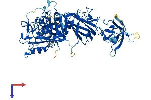 Calpain 5 Protein (CAPN5) (AA 1-640) (His tag)
