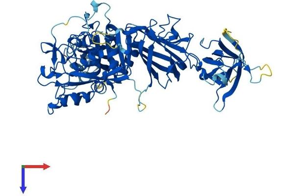 Calpain 5 Protein (CAPN5) (AA 1-640) (His tag)