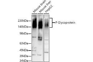 Western blot analysis of extracts of various cell lines, using P Glycoprotein antibody (ABIN7265732) at 1:500 dilution.
