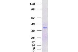 Validation with Western Blot (MNX1 Protein (Myc-DYKDDDDK Tag))