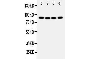 Anti-Cullin 2 antibody, Western blotting Lane 1: A431 Cell Lysate Lane 2: SMMC Cell Lysate Lane 3: HELA Cell Lysate Lane 4: COLO320 Cell Lysate (Cullin 2 抗体  (Middle Region))