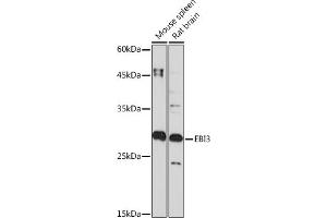Western blot analysis of extracts of various cell lines, using EBI3 Rabbit mAb (ABIN7268011) at 1:1000 dilution. (EBI3 抗体)