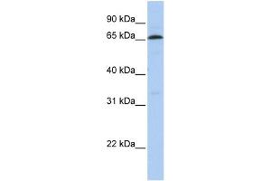 WB Suggested Anti-ZNF136 Antibody Titration:  0. (ZNF136 抗体  (N-Term))