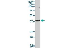 CAPZA3 monoclonal antibody (M01A), clone 4D6.
