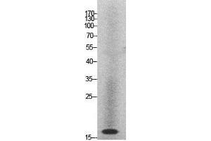 Western Blot (WB) analysis of HeLa cells using Histone H2A Polyclonal Antibody. (Histone H2A 抗体  (Internal Region))