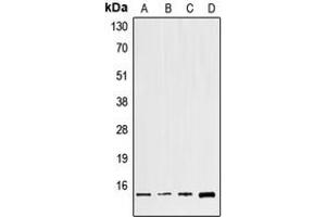 Western blot analysis of GNG8 expression in HeLa (A), NIH3T3 (B), mouse brain (C), H9C2 (D) whole cell lysates. (GNG8 抗体  (Center))