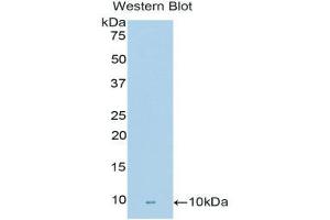 Western Blotting (WB) image for anti-Fibronectin Type III Domain Containing 5 (FNDC5) (AA 77-144) antibody (ABIN1858907) (FNDC5 抗体  (AA 77-144))