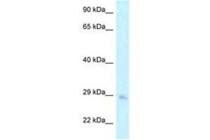 Image no. 1 for anti-Mitochondrial GTPase 1 Homolog (MTG1) (AA 147-196) antibody (ABIN6747742) (MTG1 抗体  (AA 147-196))