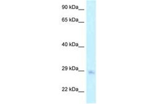 MTG1 antibody  (AA 147-196)