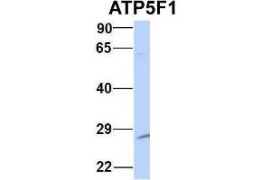 Western Blotting (WB) image for anti-ATP Synthase, H+ Transporting, Mitochondrial Fo Complex, Subunit B1 (ATP5F1) (Middle Region) antibody (ABIN2783271)