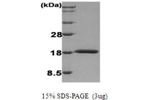 SDS-PAGE (SDS) image for Interferon, alpha 1 (IFNA1) protein (ABIN666845) (IFNA1 蛋白)