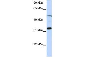 WB Suggested Anti-EIF3G Antibody Titration:  0. (EIF3G 抗体  (Middle Region))
