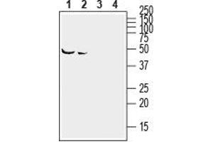 Western blot analysis of mouse (lanes 1 and 3) and rat (lanes 2 and 4) brain lysates: - 1,2.