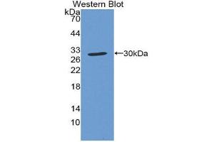 Western Blotting (WB) image for anti-Copper Chaperone For Superoxide Dismutase (CCS) (AA 23-269) antibody (ABIN1078548) (Superoxide dismutase copper chaperone 抗体  (AA 23-269))