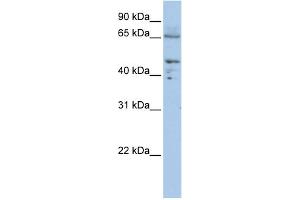 WB Suggested Anti-DLAT Antibody Titration:  0. (DLAT 抗体  (C-Term))