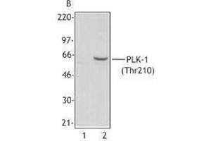 Western Blotting (WB) image for anti-Polo-Like Kinase 1 (PLK1) (pThr210) antibody (ABIN2665331) (PLK1 抗体  (pThr210))