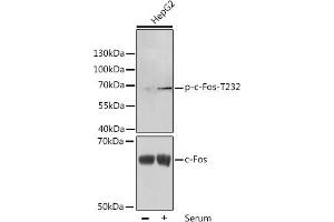 Western blot analysis of extracts of HepG2 cells, using Phospho-c-Fos-T232 antibody (ABIN3023546, ABIN3023547, ABIN3023548 and ABIN6225399) at 1:1000 dilution or c-Fos antibody (ABIN7265968). (c-FOS 抗体  (pThr232))