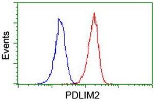 Image no. 3 for anti-PDZ and LIM Domain 2 (PDLIM2) antibody (ABIN1500127) (PDLIM2 抗体)