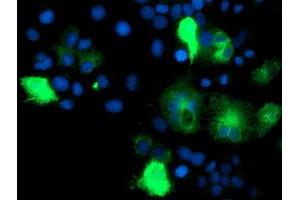 Anti-IDS mouse monoclonal antibody (ABIN2455541) immunofluorescent staining of COS7 cells transiently transfected by pCMV6-ENTRY IDS (RC219187). (IDS 抗体)