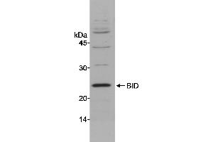 Western Blotting (WB) image for anti-BH3 Interacting Domain Death Agonist (BID) (AA 1-50) antibody (ABIN7449162)