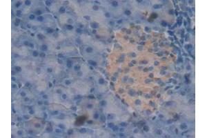 IHC-P analysis of Mouse Pancreas Tissue, with DAB staining. (Peroxiredoxin 2 抗体  (AA 6-164))