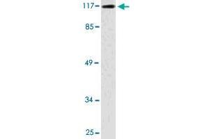 Western blot analysis of COLO 205 cell lysate with TRIM24 polyclonal antibody . (TRIM24 抗体)