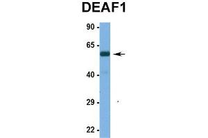 Hum. (DEAF1 抗体  (N-Term))