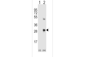 Western blot analysis of SPARC using rabbit polyclonal SPARC Antibody using 293 cell lysates (2 ug/lane) either nontransfected (Lane 1) or transiently transfected (Lane 2) with the SPARC gene. (SPARC 抗体  (C-Term))
