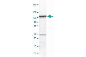 Western Blot analysis of U-251 cell lysate with HSP90B1 monoclonal antibody, clone CL2647 . (GRP94 抗体)