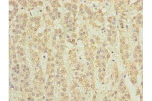 Immunohistochemistry of paraffin-embedded human adrenal gland tissue using ABIN7171349 at dilution of 1:100