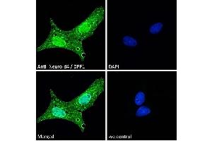 ABIN184922 Immunofluorescence analysis of paraformaldehyde fixed U2OS cells, permeabilized with 0. (DPF1 抗体  (C-Term))