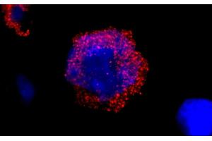 Immunofluorescence (IF) image for anti-Breakpoint Cluster Region (BCR) (AA 50-100) antibody (ABIN7448323) (BCR 抗体  (AA 50-100))