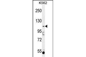 AGBL5 Antibody (N-term) (ABIN655730 and ABIN2845177) western blot analysis in K562 cell line lysates (35 μg/lane).