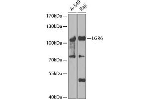 Western blot analysis of extracts of various cell lines, using LGR6 antibody (ABIN6130405, ABIN6143182, ABIN6143184 and ABIN6223245) at 1:1000 dilution. (LGR6 抗体  (AA 350-510))