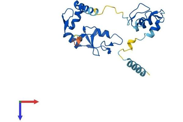 RNF114 Protein (AA 1-229) (His tag)