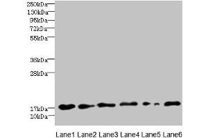Western blot All lanes: C5orf24 antibody at 0. (C5orf24 抗体  (AA 7-188))