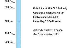 Western Blotting (WB) image for anti-Arylacetamide Deacetylase-Like 3 (AADACL3) (N-Term) antibody (ABIN2789383) (AADACL3 抗体  (N-Term))