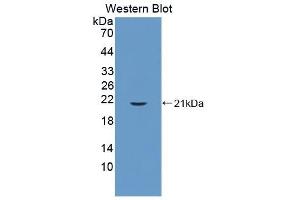Detection of Recombinant CYPB, Mouse using Polyclonal Antibody to Cyclophilin B (CYPB) (PPIB 抗体  (AA 34-216))