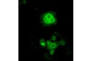 Image no. 6 for anti-P450 (Cytochrome) Oxidoreductase (POR) antibody (ABIN1497744) (POR 抗体)