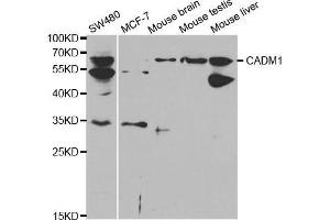 Western blot analysis of extracts of various cell lines, using CADM1 antibody. (CADM1 抗体  (AA 45-344))