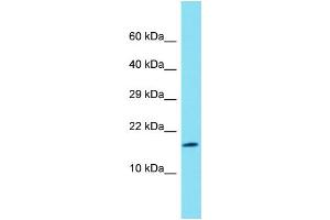 Host: Rabbit  Target Name: Rps27l  Sample Tissue: Rat Lung lysates  Antibody Dilution: 1. (RPS27L 抗体  (Middle Region))