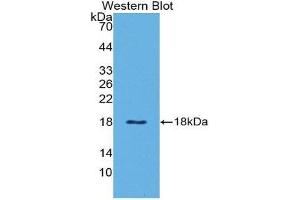 Western Blotting (WB) image for anti-Leptin (LEP) (AA 29-160) antibody (ABIN3209406) (Leptin 抗体  (AA 29-160))