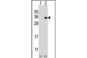 Western blot analysis of GEH1 (arrow) using rabbit polyclonal GEH1 Antibody  (ABIN390121 and ABIN2840628). (MAGEH1 抗体  (C-Term))