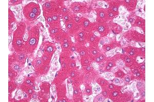 Anti-F9 / Factor IX antibody IHC of human liver. (Coagulation Factor IX 抗体)