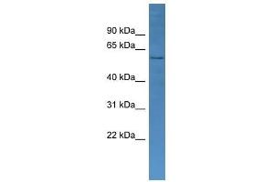 Western Blotting (WB) image for anti-Cytochrome P450, Family 2, Subfamily J, Polypeptide 2 (CYP2J2) (C-Term) antibody (ABIN929449)