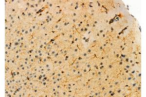 ABIN6263816 and ABIN6276336 at 1/100 staining Mouse brain tissue by IHC-P. (Olfactomedin 1 抗体  (Internal Region))