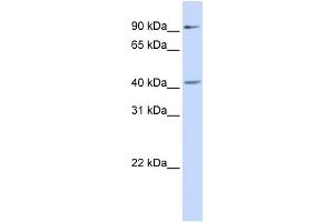 WB Suggested Anti-SOX17 Antibody Titration:  0. (SOX17 抗体  (Middle Region))