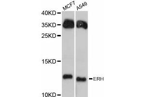 Western blot analysis of extracts of various cell lines, using ERH antibody. (ERH 抗体)